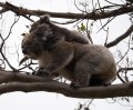 1027-1437 Koalas (1050830)